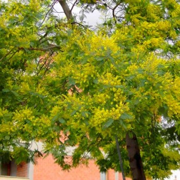 ACACIA_DEALBATA_montpellier_latte_sariviere