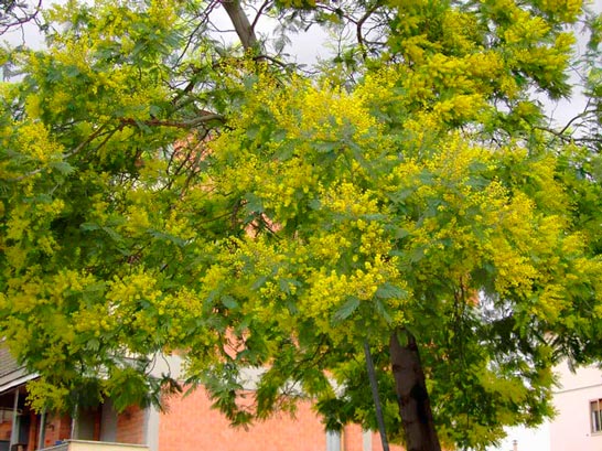 ACACIA_DEALBATA_montpellier_latte_sariviere