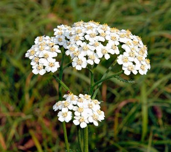 ACHILLEA-MILLEFOLIUM-_montpellier_latte_sariviere