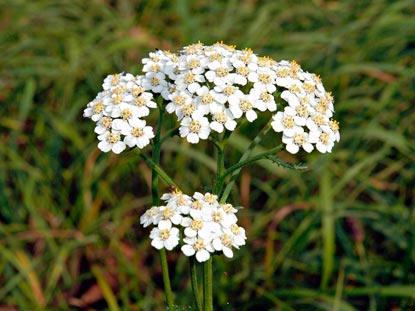 ACHILLEA-MILLEFOLIUM-_montpellier_latte_sariviere