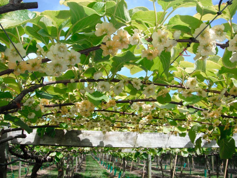 ACTINIDIA_DELICIOSA-_SOLO'-_montpellier_latte_sariviere