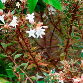 Abelia_x_grandiflora_sariviere_montpellier_latte