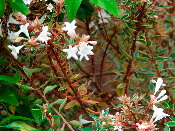 Abelia_x_grandiflora_sariviere_montpellier_latte