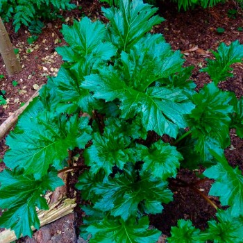 Acanthus_mollis_Montpellier_Latte_sariviere