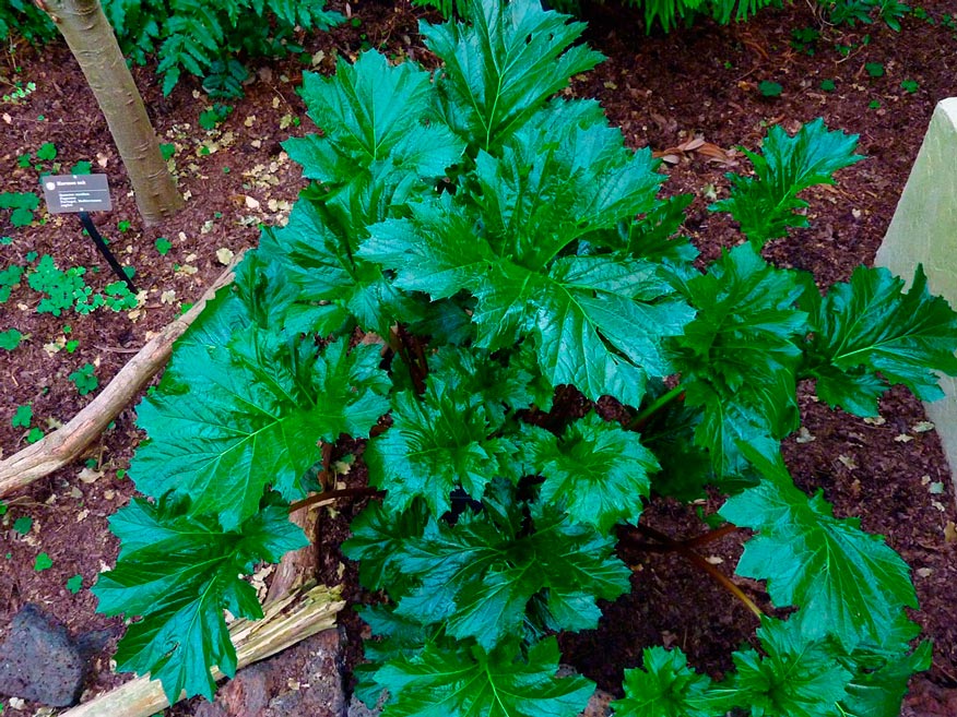 Acanthus_mollis_Montpellier_Latte_sariviere