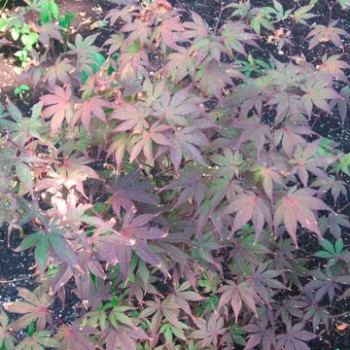 Acer_palmatum_'Bloodgood'_sariviere_montpellier_latte