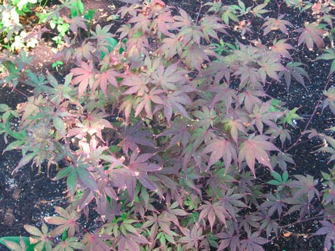 Acer_palmatum_'Bloodgood'_sariviere_montpellier_latte