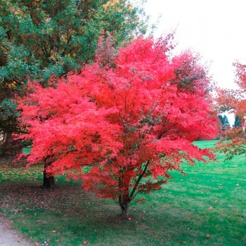 Acer_palmatum_atropurpureum_montellier_latte_sariviere