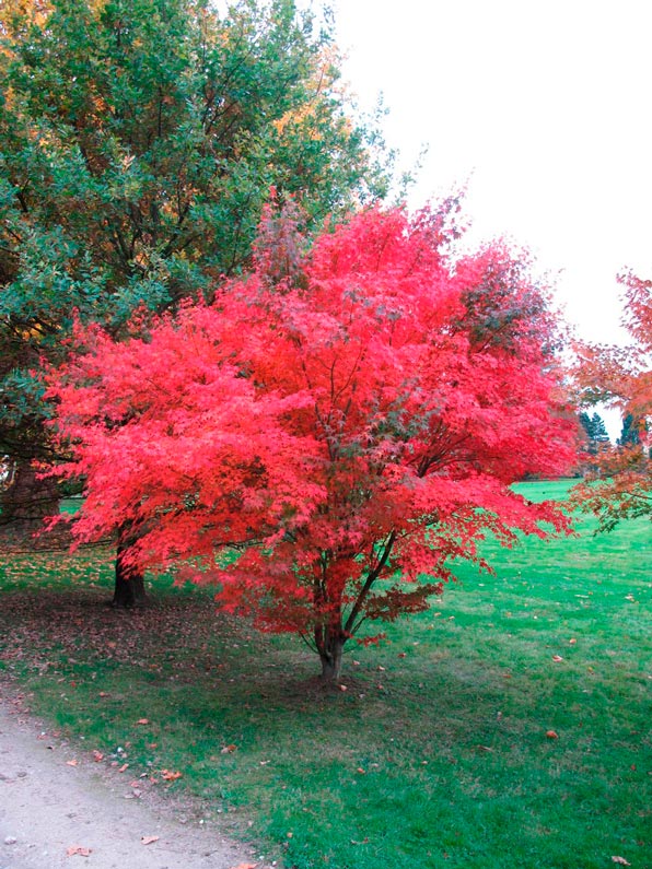 Acer_palmatum_atropurpureum_montellier_latte_sariviere