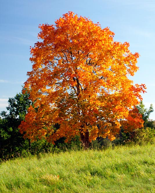 Acer_platanoides_crimson_king__sariviere_Latte_Montpellier