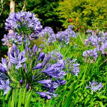 Agapanthus_praecox-sariviere_montpellier_latte