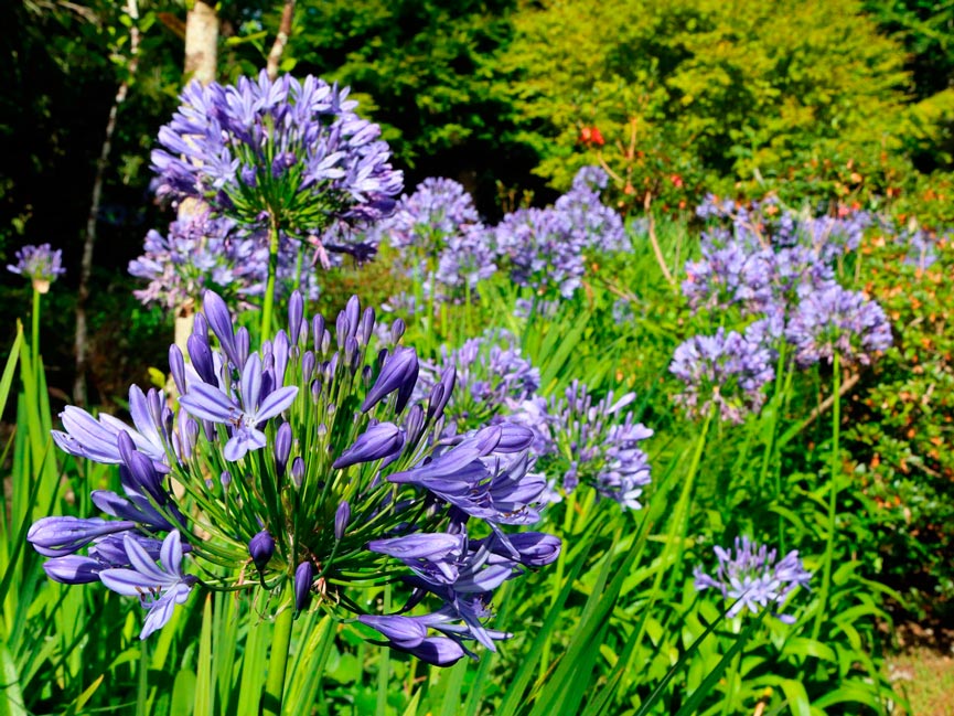 Agapanthus_praecox-sariviere_montpellier_latte