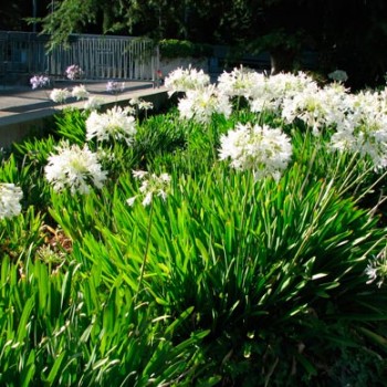 Agapanthus_snow_wstorm_montpellier_latte_sariviere