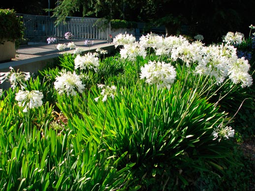 Agapanthus_snow_wstorm_montpellier_latte_sariviere