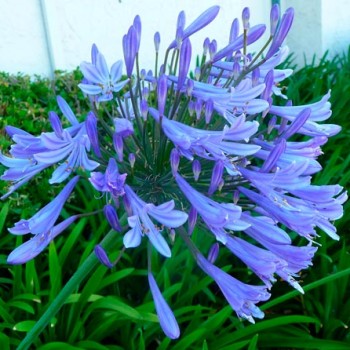 Agapanthus_umbellatus_montpellier_latte_sariviere