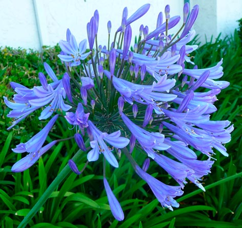 Agapanthus_umbellatus_montpellier_latte_sariviere