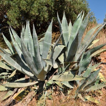 Agave_americana_montpellier_latte_sariviere