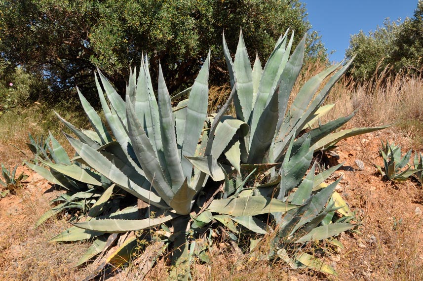 Agave_americana_montpellier_latte_sariviere