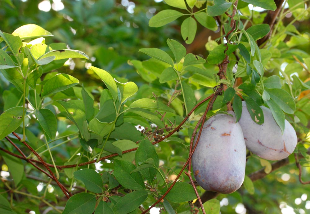 Akebia_quinata_montpellier_latte_sariviere