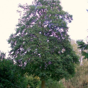 Alnus_cordata_montpellier_latte_sariviere