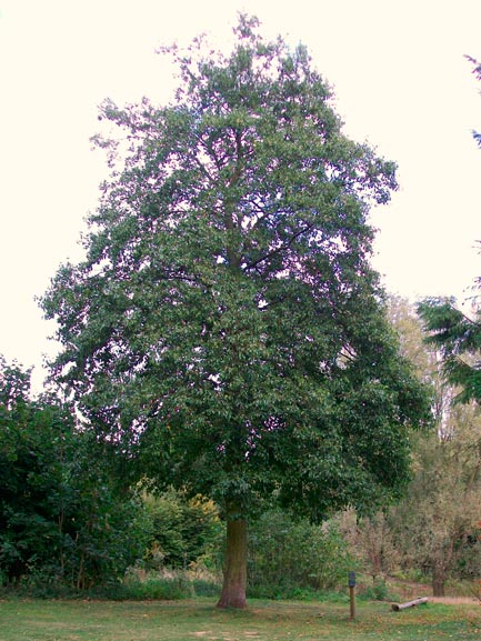 Alnus_cordata_montpellier_latte_sariviere