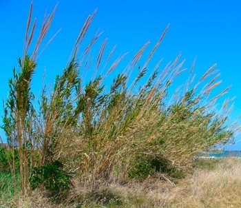 Arundo_donax_montpellier_latte_sariviere