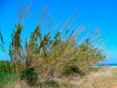 Arundo_donax_montpellier_latte_sariviere