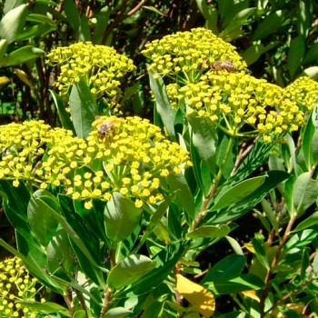 BUPLEURUM_FRUCTICOSUM_montpellier_latte_sarivierelight