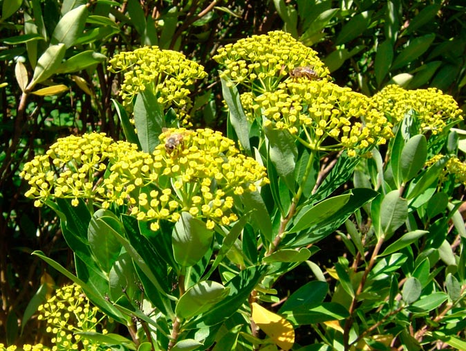 BUPLEURUM_FRUCTICOSUM_montpellier_latte_sarivierelight