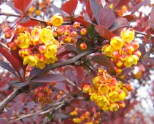 Berberis-Ottawensis_montpellier_latte_sariviere