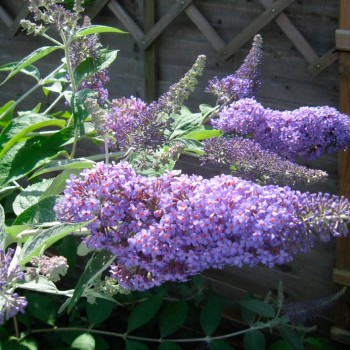 Buddleja_'Loch_Inch'_panicles_montpellier_latte_sariviere