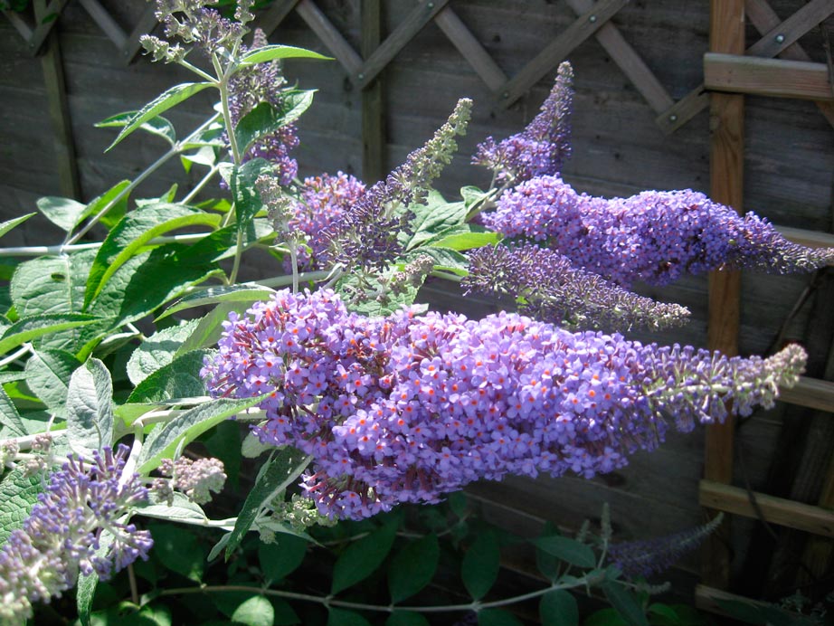 Buddleja_'Loch_Inch'_panicles_montpellier_latte_sariviere