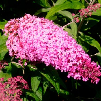 Buddleja_'Pink_Delight'_sariviere_montpellier_lattelight