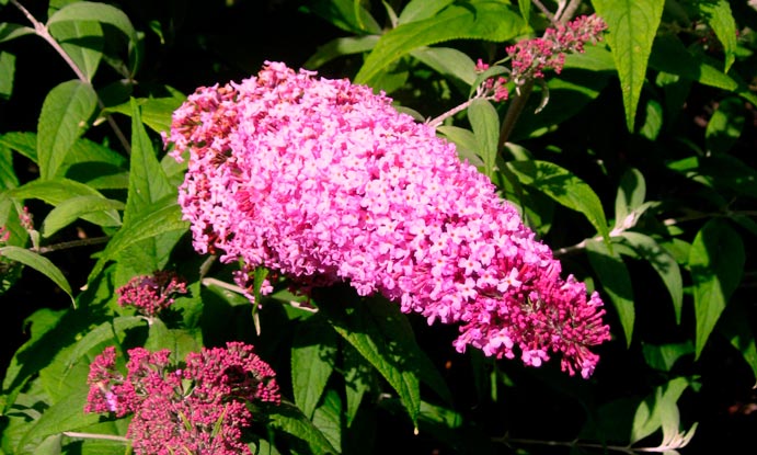 Buddleja_'Pink_Delight'_sariviere_montpellier_lattelight