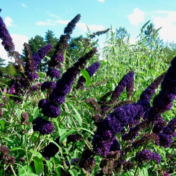 Buddleja_davidii_'Black_Knight'_montpellier_latte_sarivierelight