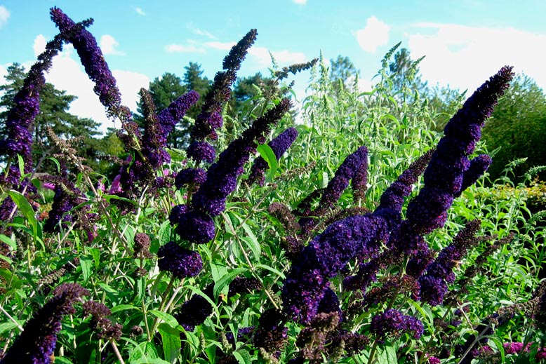 Buddleja_davidii_'Black_Knight'_montpellier_latte_sarivierelight