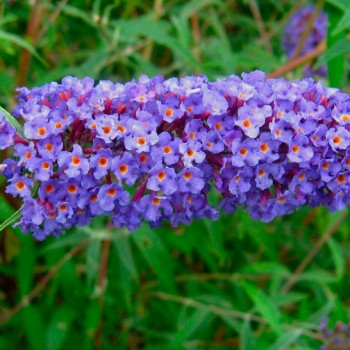 Buddleja_davidii_'Nanho_Blue'_montpeller_sariviere_lattelight