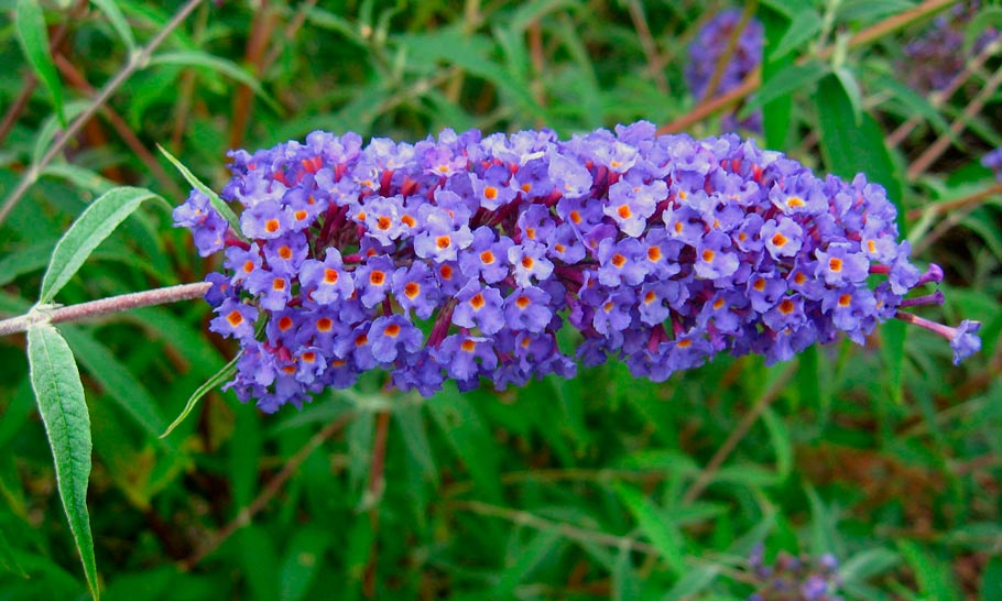 Buddleja_davidii_'Nanho_Blue'_montpeller_sariviere_lattelight