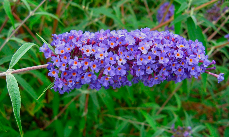 Buddleja_davidii_'Nanho_Blue'_montpeller_sariviere_lattelight