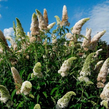 Buddleja_davidii_'White_Profusion'_latte_montpellier_sarivierelight