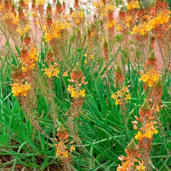 Bulbine_frutescens_montpellier_latte_sariviere