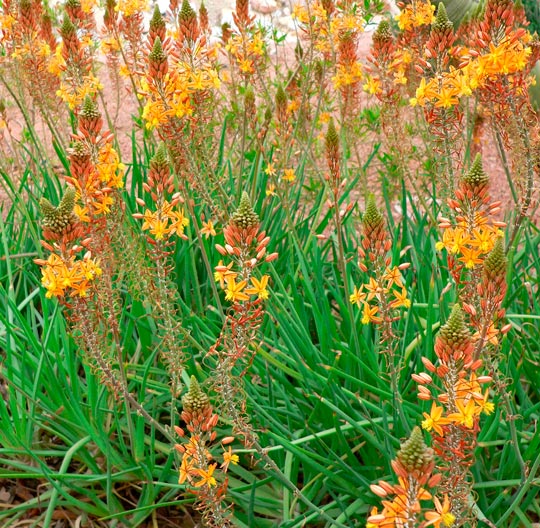 Bulbine_frutescens_montpellier_latte_sariviere