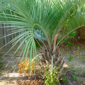 Butia_capitata_montpellier_latte_sariviere