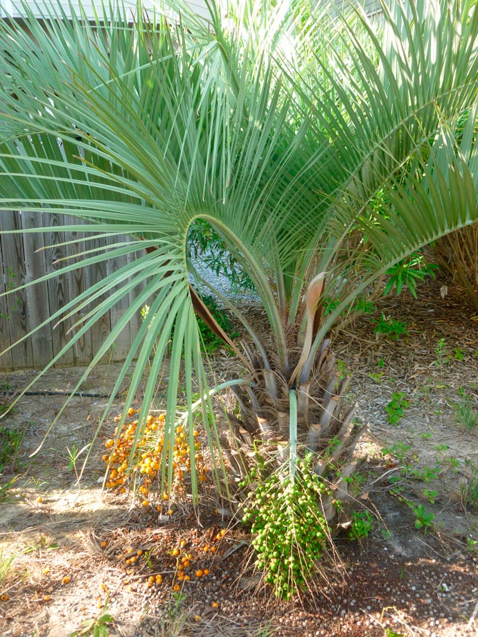 Butia_capitata_montpellier_latte_sariviere