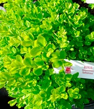 Buxus_Sempervirens_'Suffruticosa'_montpellier_latte_sariviere