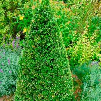 Buxus_sempervirens_Cone_montpellier_latte_sariviere