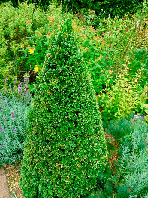 Buxus_sempervirens_Cone_montpellier_latte_sariviere