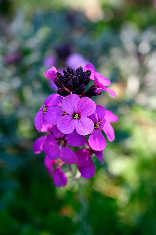 CHEIRANTHUS-BOWLES-PURPLE-_montpellier_latte_sariviere