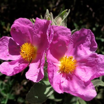 CISTUS-ALBIDUS-_montpellier_latte_sariviere