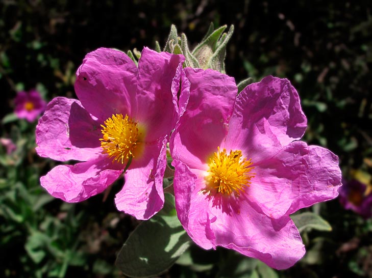 CISTUS-ALBIDUS-_montpellier_latte_sariviere